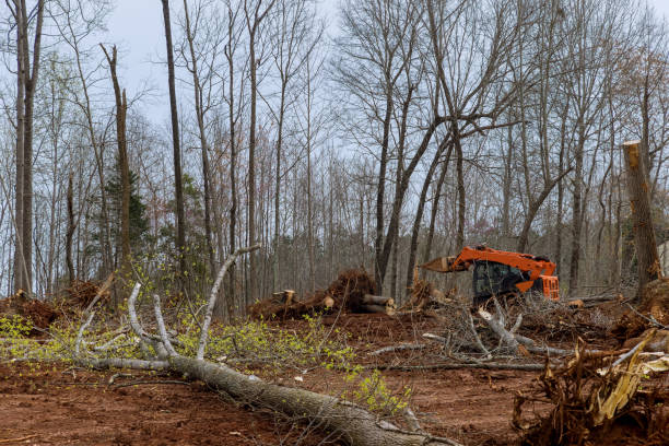 Best Residential Tree Removal  in Spring Valley, MN