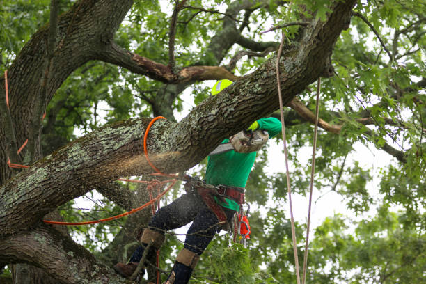 Trusted Spring Valley, MN Tree Removal Services Experts