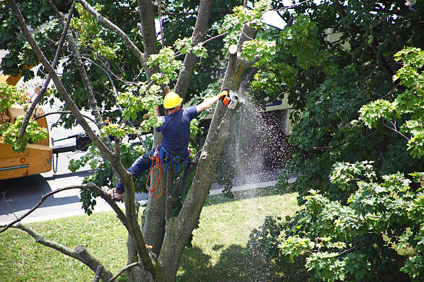 Best Lawn Grading and Leveling  in Spring Valley, MN