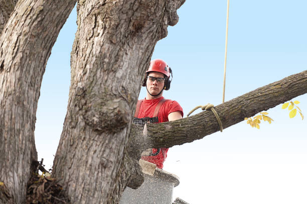 Best Residential Tree Removal  in Spring Valley, MN